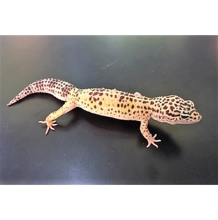 Leopardgecko 
