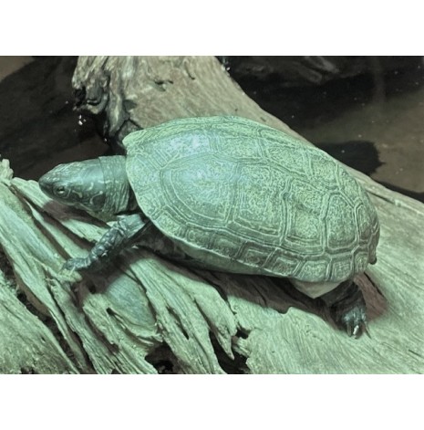 Reeves Kärrsköldpadda/Chinemys reevesii