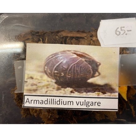 Armadillidium vulgare