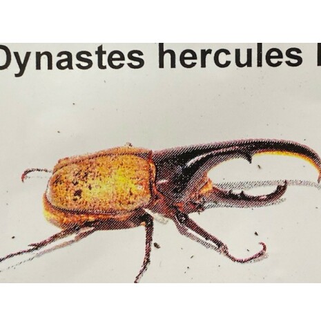 Dynastes hercules hercules